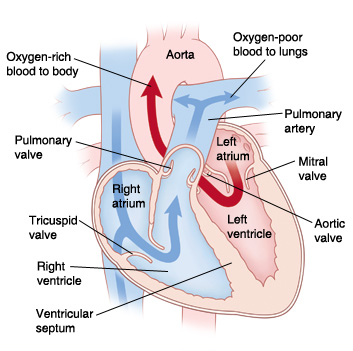 Vista frontal de un corte transversal del corazón en el que se ven las aurículas arriba y los ventrículos abajo, además de la aorta, la arteria pulmonar, la válvula mitral, la válvula aórtica, la aurícula izquierda, el ventrículo izquierdo, la aurícula derecha, el ventrículo derecho, la válvula tricúspide, la válvula pulmonar, la vena cava superior y la vena cava inferior. Las flechas del lado derecho del corazón muestran sangre con poco oxígeno siendo bombeada a los pulmones. Las flechas del lado izquierdo del corazón muestran sangre rica en oxígeno siendo bombeada al cuerpo.